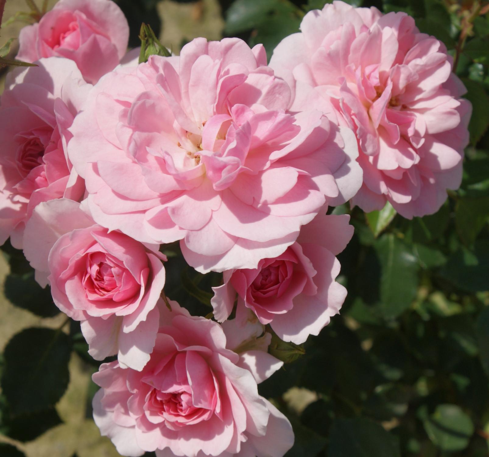 Rosa 'Bonica82'